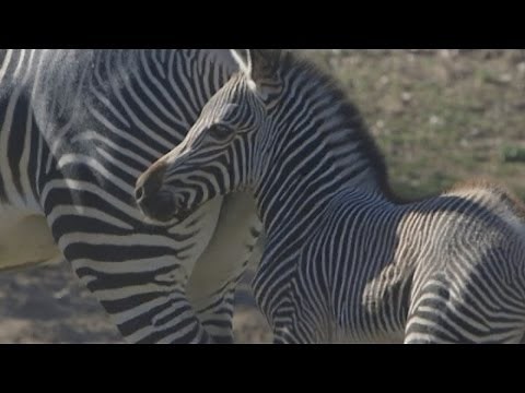 Zebra foal runs and bucks at San Diego Zoo