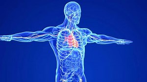 Human Circulatory System Anatomy 3d Animation Stock Footage Video (100% Royalty-free) 1103514369 | Shutterstock