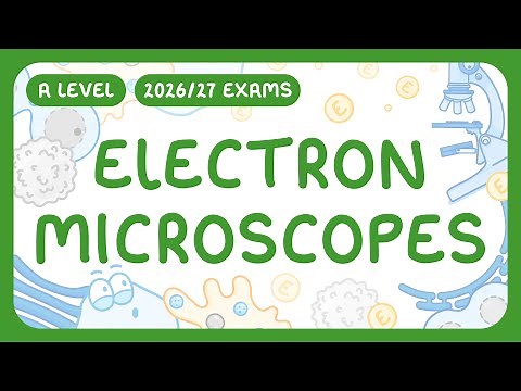A-level Biology - Electron Microscopes: Transmission Electron & Scanning Electron (2026/27 exams)