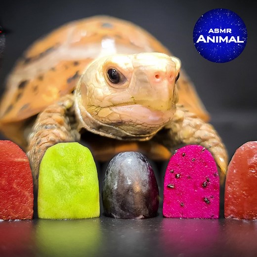 ASMR Turtle Tortoise Eating Food 109 | Animal ASMR #turtle #tortoise #asmr #asmreating #food