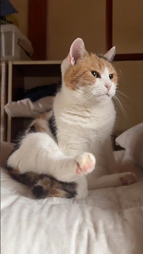 【三毛猫】毛づくろい中なにかが気になり静止するミケ
