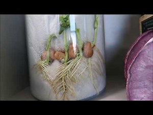 Geotropism - Plants Defying Gravity