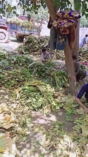 Tobacco Harvesting Process Explained in Rural Setting