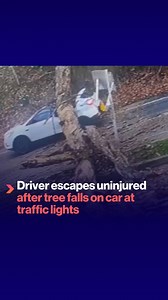 49K views · 254 reactions | A giant tree has crashed down onto an SUV in the US, missing the driver by inches. The moment was captured by a CCTV camera at a nearby petrol garage. | The Project | Facebook