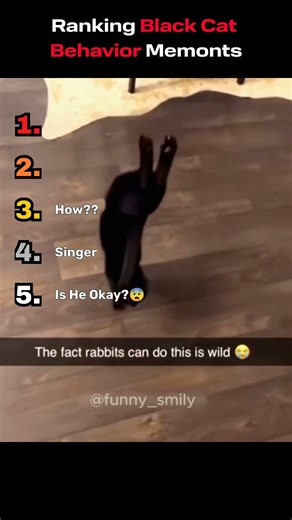 The Funniest Black Cat Behavior Ever!