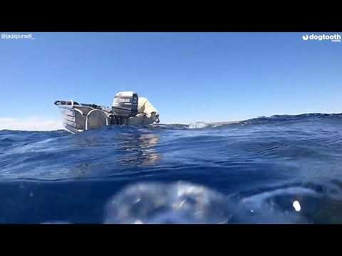 Labrador Kisses Friendly Whale Shark on Nose || Dogtooth Media