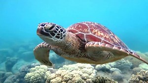 567K views · 7.8K reactions | Just your standard morning traffic in the Great Barrier Reef, looks bearable right? | Australia.com | Facebook