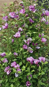 534K views · 22K reactions | Quick Fire Fab hydrangea blooms early in the season, which means more time for you to enjoy this beautiful plant that is hardy in zones 3-8. As the blooms age, they turn blush pink, then bright pink, then red, from the bottom up. Such a wonderful way to add color to an autumn garden! Learn more >>>> pwwin.rs/QFFab | Proven Winners | Facebook