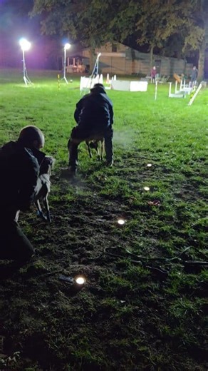 love the Led distance markers for winter training 🥰 equipped by Non-stop dogwear #nonstopdogwear #mytrainingbuddy #unleashyourpotential #leddistancemarkers #lettherebelight | Roadrunners Flyball Team