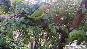 146K views · 2.7K reactions | San Francisco's famous transplants —...