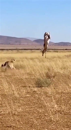 A springbok chased by a cheetah suddenly began to jump stiffly and continuously high