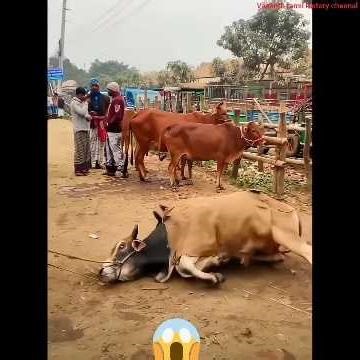 💥 கடைசியில் நடந்த சம்பவம் 😮 கண்கலங்கவைத்த பசு மாடுகள் 🥺 Cow Freedom #shortsfeed#vasanth history