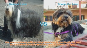 Bearded Collie vs. Tibetan Kyi Apso: Choosing the Right Long-Haired Dog Breed
