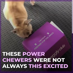 44 reactions · 6 comments | Guess what?? We can deliver TOUGH chew toys to your door monthly.  As seen in The Daily Telegraph, Life Hacker and Australian Dog Lover. Join 1000's of happy hoomans getting tough, durable toys delivered every month... ...and get 2 FREE boxes worth over $90! Learn more here: https://www.waggly.com.au/ | Waggly Club | Facebook