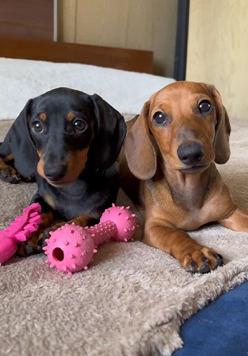 Un mes vs tres meses: Crecimiento de un cachorro