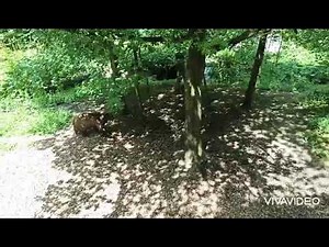 Brown bear eating a rabbit | Keeper Mary