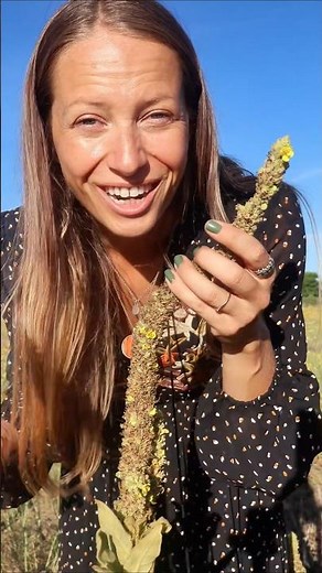 Mullein flowers make a powerful ear oil remedy! #herbalism #mullein #naturalmedicine