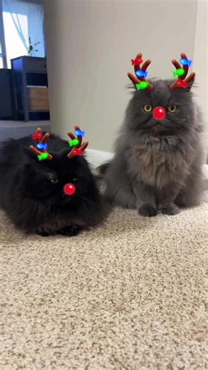 Cats Stretching and Yawning: Adorable Moments Captured