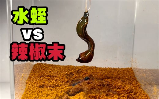 把一只大水蛭丢进辣椒末里打滚！会发生什么事？