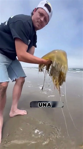 La picadura de medusa se detiene gracias a esto
