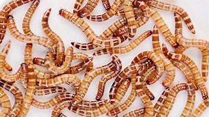Zophobas Morio Worms Close Background Stock Footage Video (100% Royalty-free) 5628662 | Shutterstock