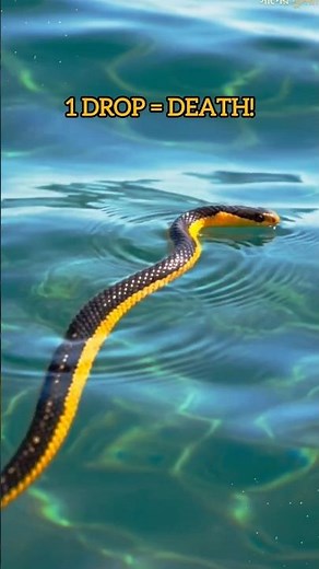 Deadly Beauty of Ocean 😱 | Yellow Sea Snake Mystery 🐍🌊
