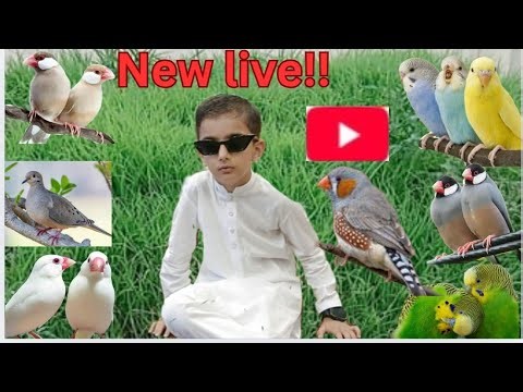 Rafy Hadi vlogs is live budgies parrot 🐦 🐣🐥🦜📢🔊🐧java sparrow mini sparrow finches Dave 🕊 activities