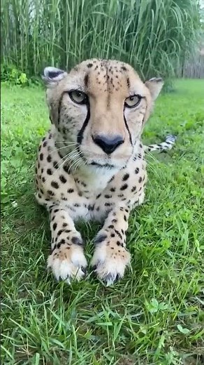 Sound On - Cheetah Purr - Cincinnati Zoo #shorts
