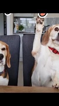 These Are Two Types Of Beagles: The Funniest Beagle Moment Ever