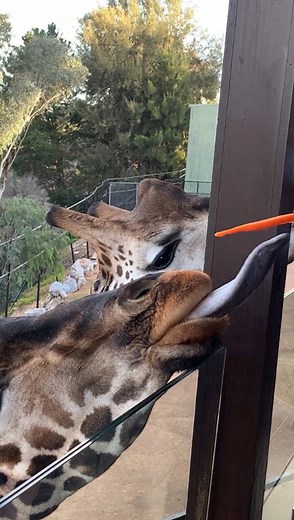 Inside Jamala Wildlife Lodge