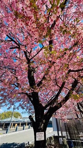 春のフレーバー🌸