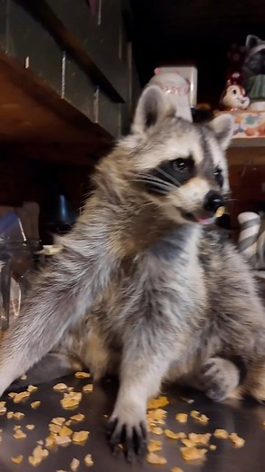 Diddles is looking adorable enjoying a serious case of the Fall munchies. With his back foot always ready in case any pieces need his patented foot spice 😂 During the Fall, where we live, raccoons gain up to half their body weight in fat to sustain them through the long harsh winter. The fat provides the energy the need to survive long periods of inactivity when they are unable to find food. The stored fat allows them to go into periods of rest, called torpor, where their bodies use the stored 