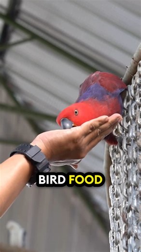 @learnparrots on Instagram: "What do Eclectus Parrots eat?? 🤯🦜❤️ #parrot #parrotsofinstagram #parrotlover #eclectus"