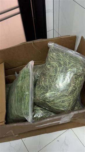 超高品质提摩西草，堪称特极品 实拍高品质提摩西草，晒干烘干都有，新草口感好，干净完整，品质一流。