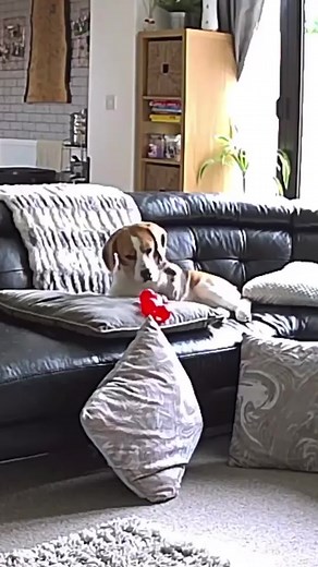 “I’m not over dramatic” Also me: #dramatic #dog