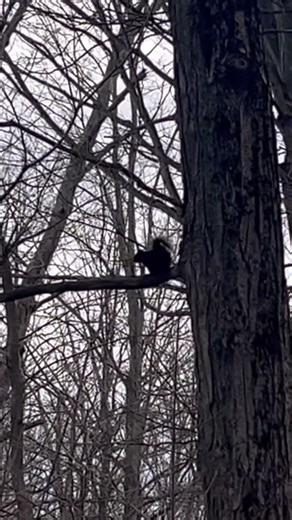 Squirrel squeaking…