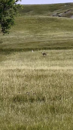 56K views · 648 reactions | Spotted a coyote when we were driving down the road. #BisonRanch #Ranch #Nature #coyote #Animals #SouthDakota #Prairie | 777 Bison Ranch | Facebook