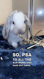 Baby Bunny Benji: Safe Corners for Now!