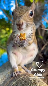 GRUMPY GINA🐾🐿🌳 #grumpysquirrel #squirrel #grumpy #grumpygina | Ardilla maravilla