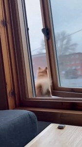 “The small dog instantly switches from loud to silent when the window opens” #FunnyDogs #WindowDrama #OriginalDogSound | DogTok | Facebook