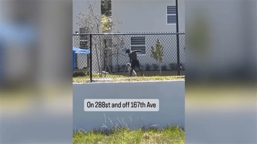 ‘That's not right': Graphic video showing owner punching dog in Homestead sparks outrage