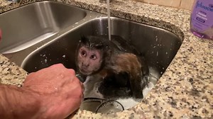 53K views · 3.8K reactions | Monkey Boo takes a hot bath! He loves his monkey bath time! He’s so cute. | MonkeyBoo | Facebook