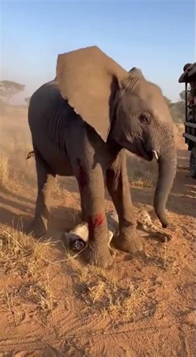 Hyena Bites Baby Elephant, but Elephant Stomps the Hyena in Revenge!