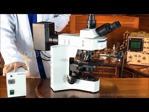 Olympus BX41 Upright Fluorescence Microscope (SKU-044)