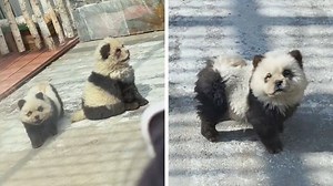 Chinese zoo dyes dogs black and white to pass as pandas