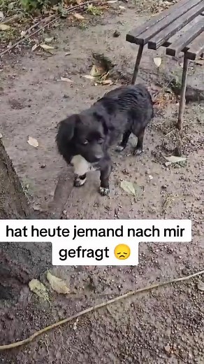 FRITZ... süßer Rüde sucht 4ever home Alter: 3-4 Jahre Geschlecht: Rüde kastriert: ja Größe: ca 35-40 cm SH Aufenthaltsort: Rumänien Fritz ist so ein süßer Fratz, ideale Größe, pefektes Alter, kein Draufgängertyp... und dennoch wird er übersehen. Doch vielleicht sieht ihn genau JETZT jemand!!! Dann gleich melden: hallo@wir-retten-Hunde.de | Michaela Littmann
