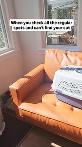 24K views · 1.3K reactions | Cats are always one step ahead of the game! I'm pretty sure Bambi used her head to push the zipper open before slipping inside this storage bag for a nice nap  #cats #funnycats #MeowMagic | Fostering kittens | Facebook