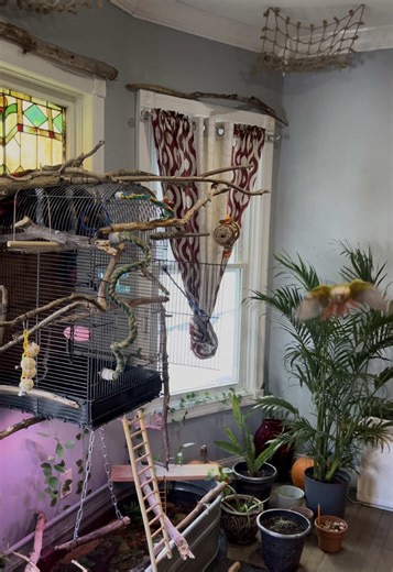 Happy Sunday with Loki the Sun Conure