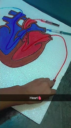 Model of human heart 🫀 #scienceshorts