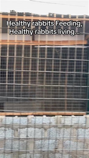 Healthy Rabbit Farming